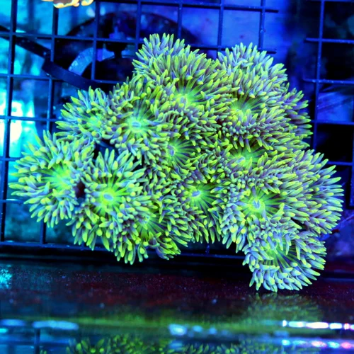 5x5 DUNCAN CORAL - WICKED UNUSUAL VERY UNIQUE COLORED DUNCAN CORAL