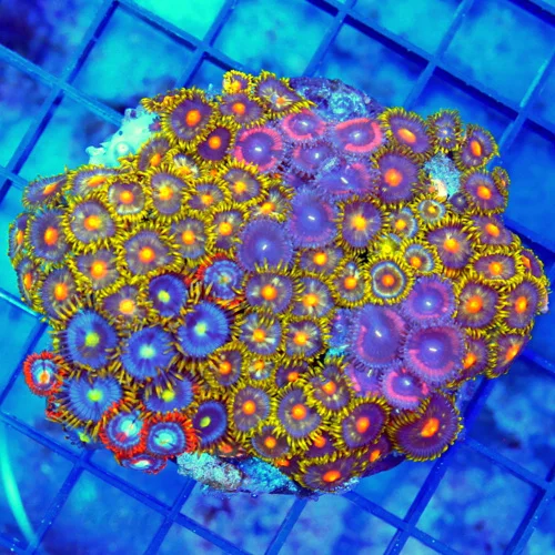 4x3.5 COMBO ZOANTHID CORAL - COMBO ZOANTHID CORAL - ULTRA GRADE HAPPY FAMILY COMBO ZOANTHID CORAL CO