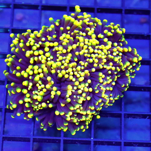 4x4.5 TORCH CORAL - ULTRA GRADE ULTRA COLORED INCREDIBLE NEON 4 HEADED "RASTA" TORCH CORAL
