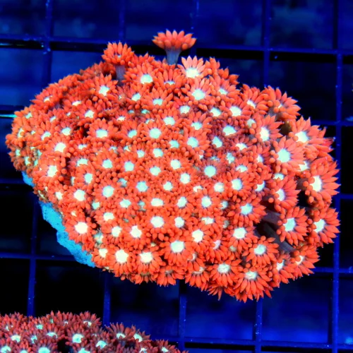 4x3.5 GONIOPORA CORAL - OUT OF THIS WORLD ULTRA COLORED PINK/RED GONIOPORA CORAL