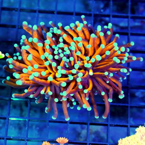 4.5x4 XL TORCH CORAL - DOUBLE HEADED EXTREME CORALS FAMOUS ULTRA GRADE TORCH CORAL