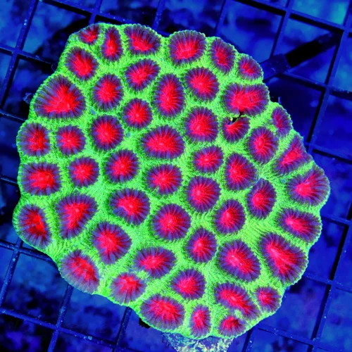 4x4 FAVIA CORAL - VERY VERY PRETTY ULTRA COLORED CHRISTMAS FAVIA CORAL