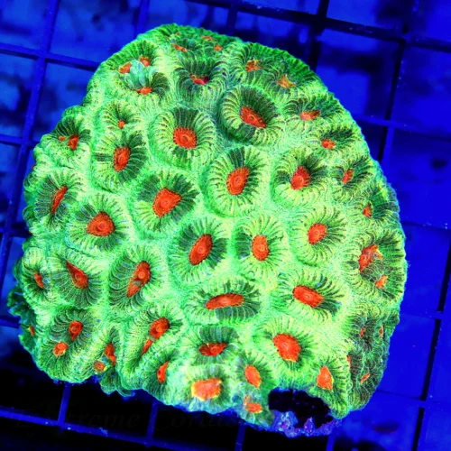 4x3.5 FAVIA CORAL - ORANGE EYED ULTRA BRIGHT MULTICOLORED FAVIA CORAL