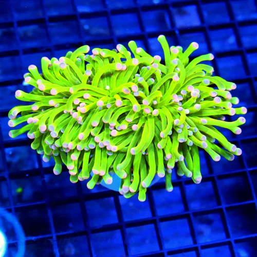5x4.5 TORCH CORAL - DOUBLE HEADED ULTRA GRADE ULTRA COLORED CANDY CANE TORCH