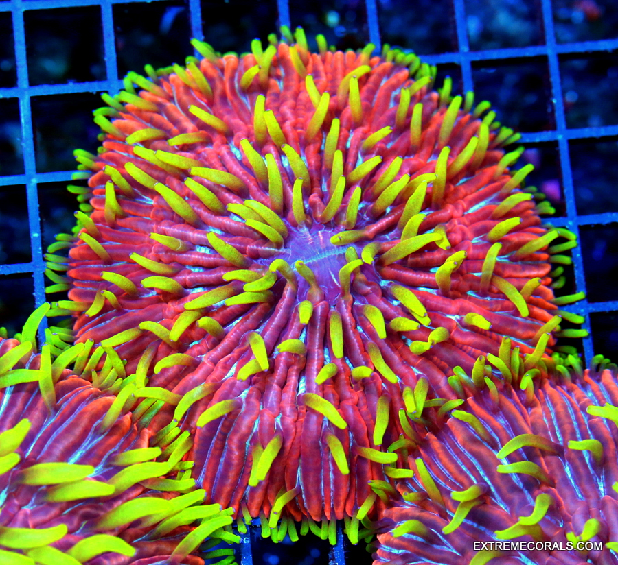 EC Starlight Cespitularia Big Frag