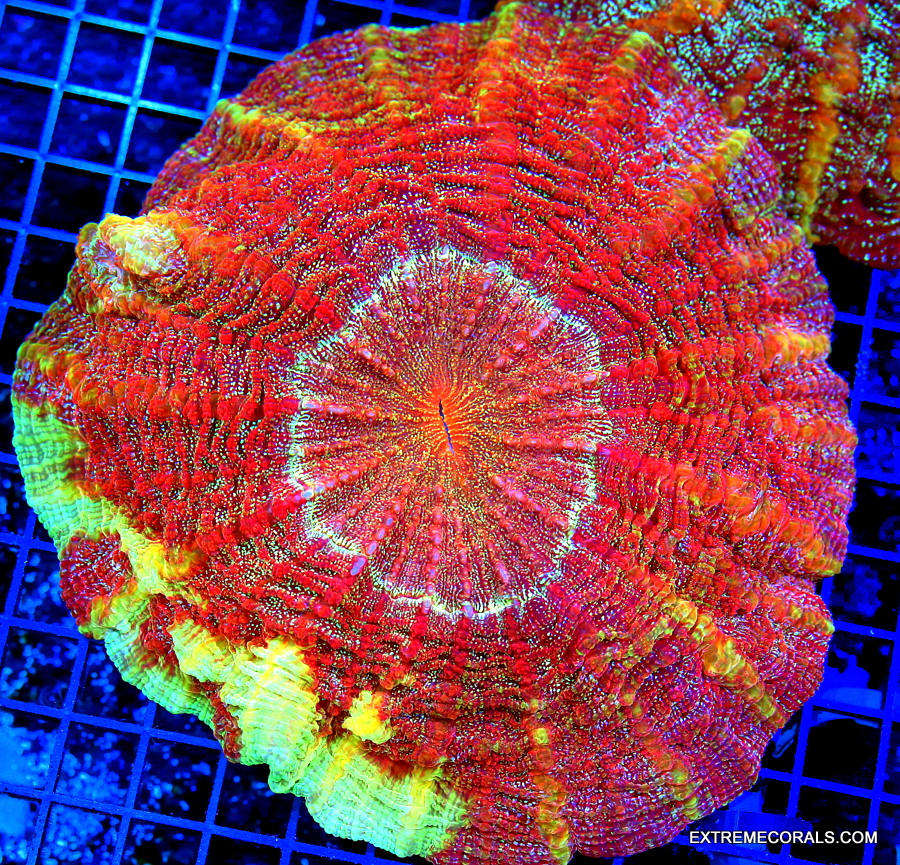 EC Kenya Tree Big Frag