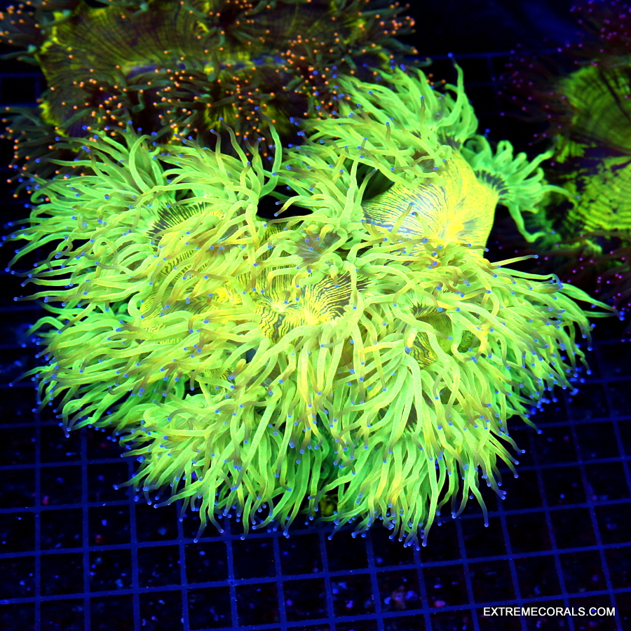 EC Jason Fox Day Glo Favites Frag