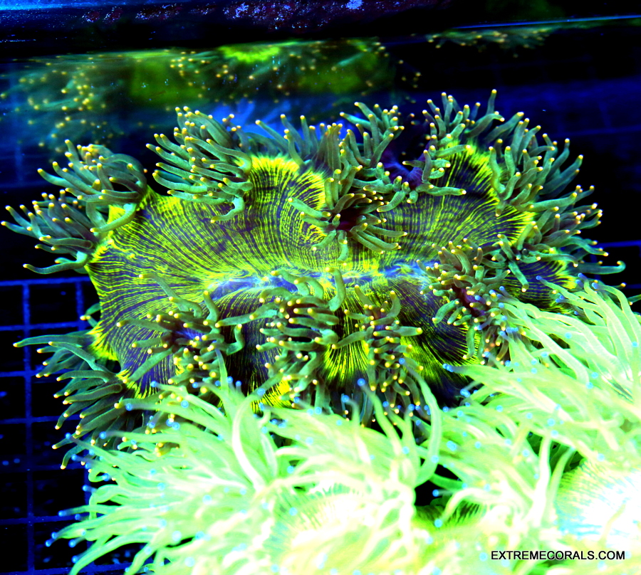 EC Jason Fox Orange Cyphastrea Frag