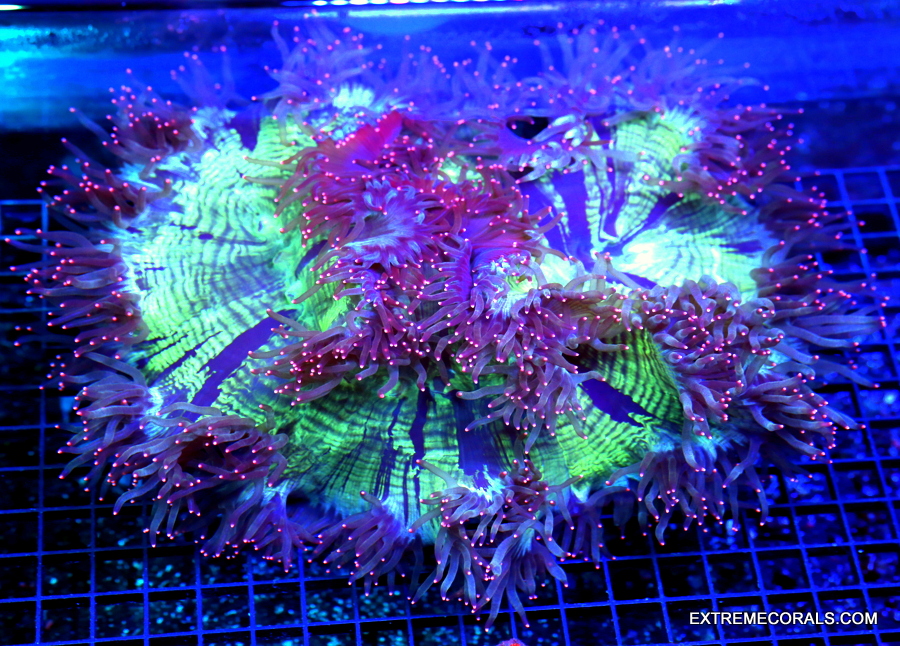 EC Jason Fox Flicka Flame Cyphastrea Frag