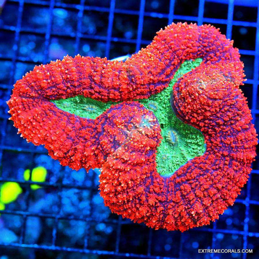 EC True Blue Xenia Big Frag