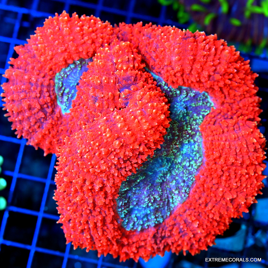 EC Starlight Cespitularia Big Frag