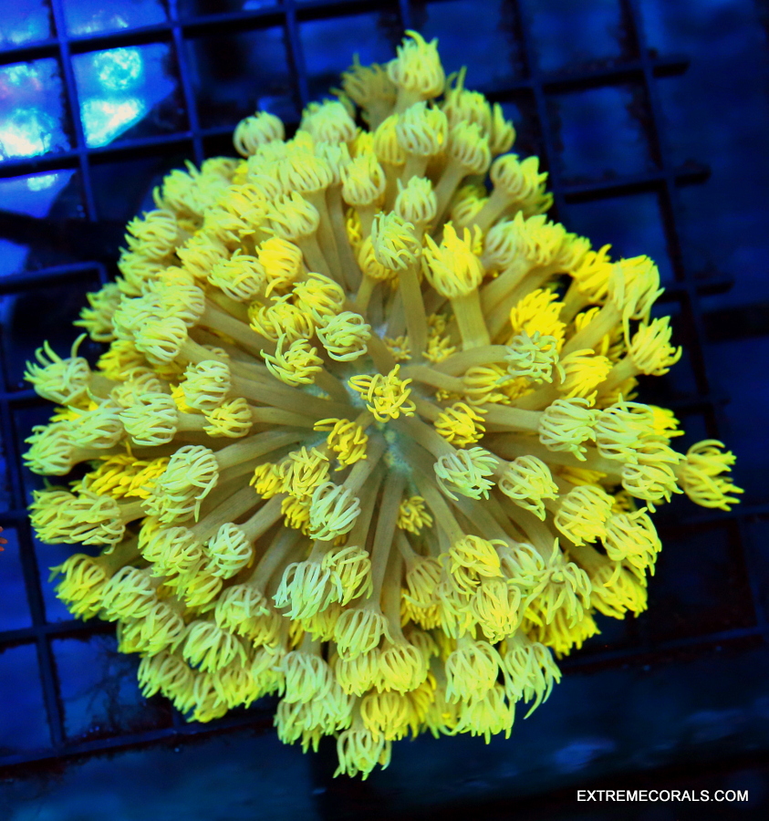 EC Jason Fox Sunset Stylocoeniella Frag