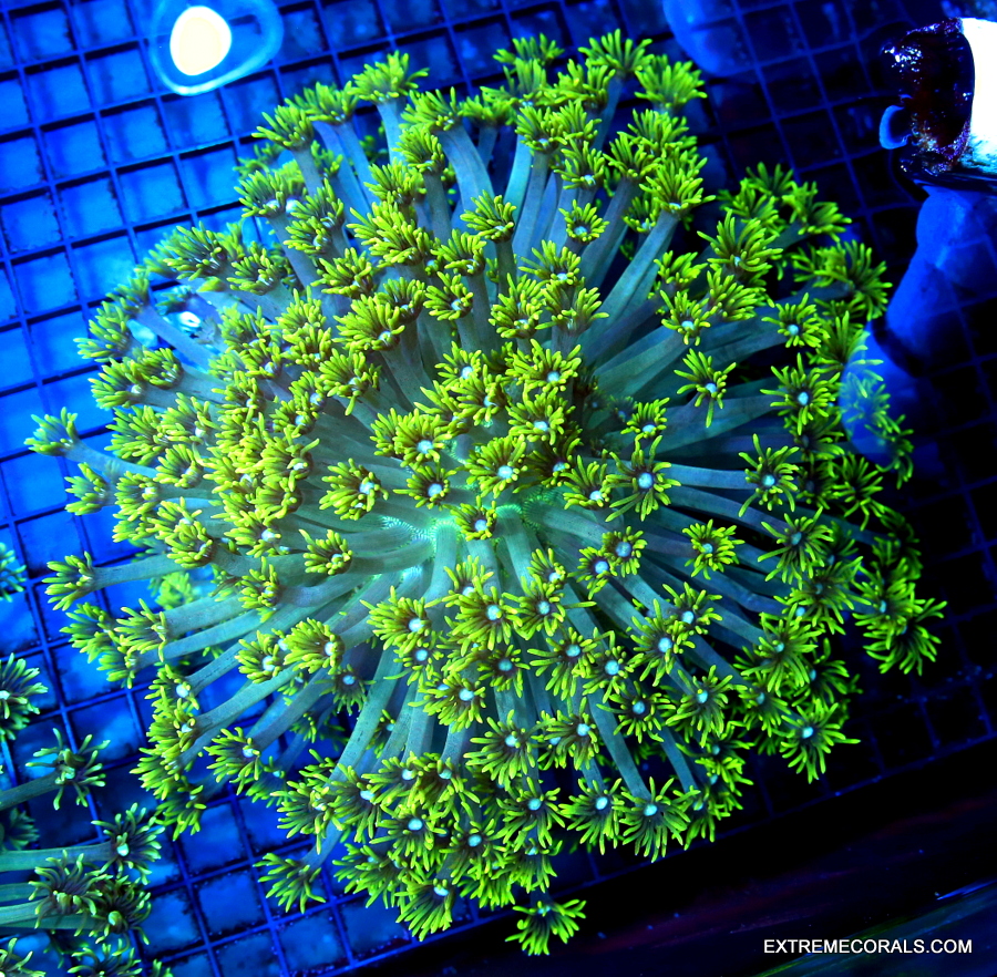 EC Electric Daisy Stylocoeniella Frag