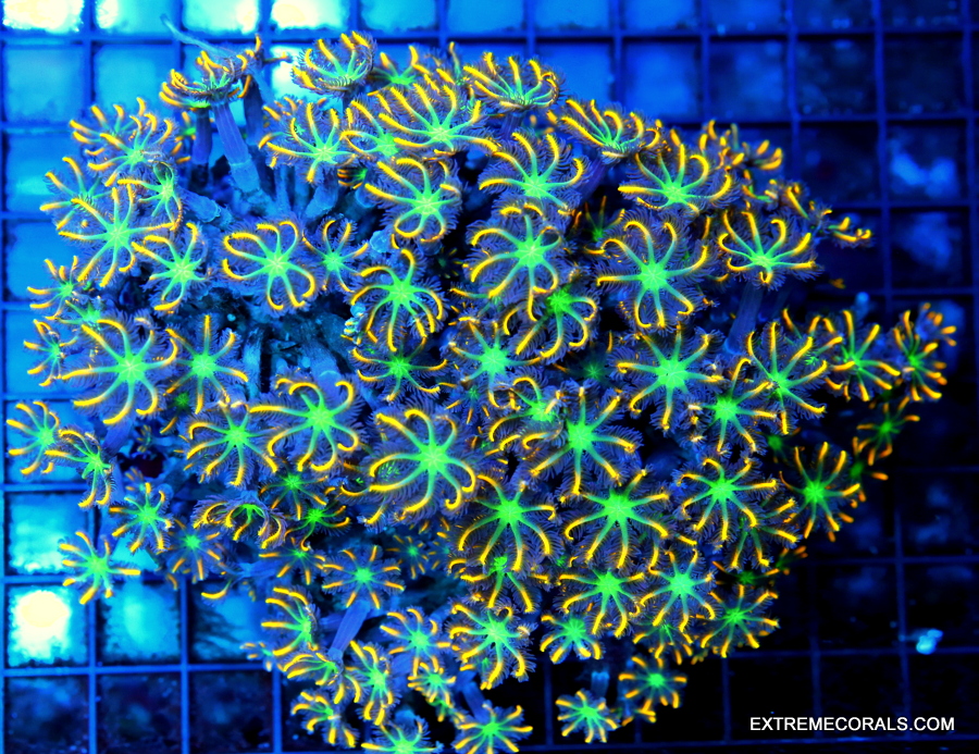 EC Eagle Eye Zoanthid Frag