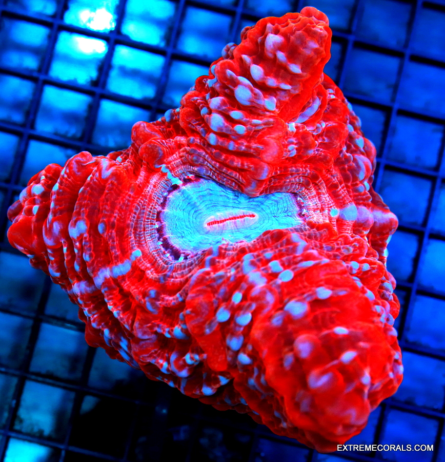 EC Daisy Polyps Frag