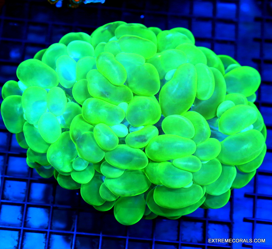 EC Circuit Breaker Cyphastrea Frag