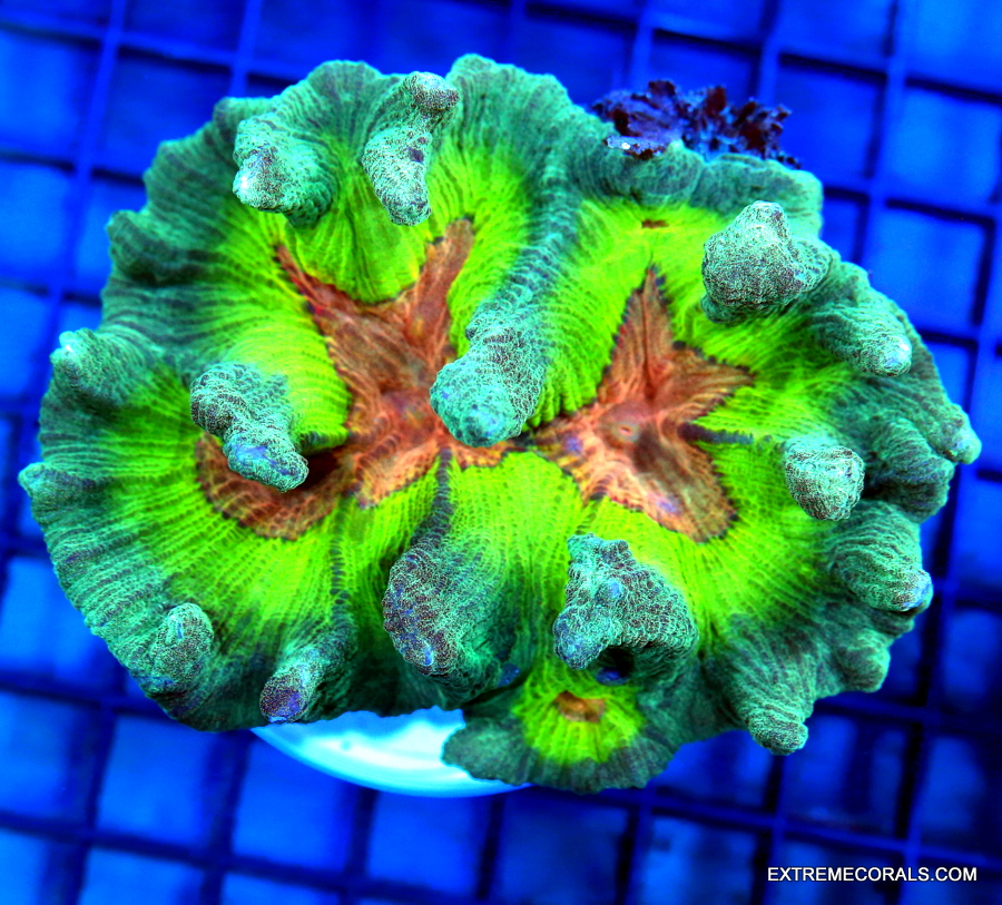 EC Yellow Polyps Frag