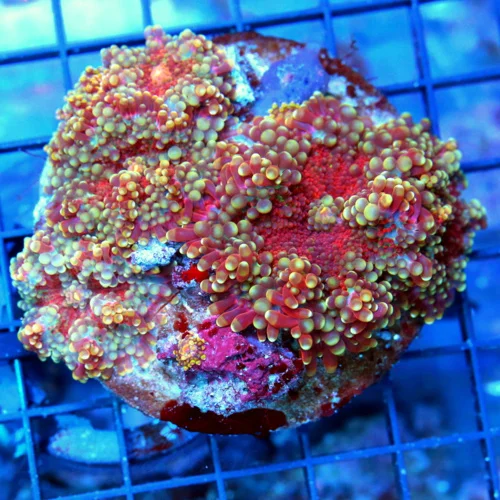 4" RICORDIA YUMA MUSHROOM CORAL - VERY RARE MULTICOLORED RED RICORDIA YUMA MUSHROOM CORAL