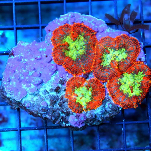 4.5x4 RHODACTIS MUSHROOM CORAL -
