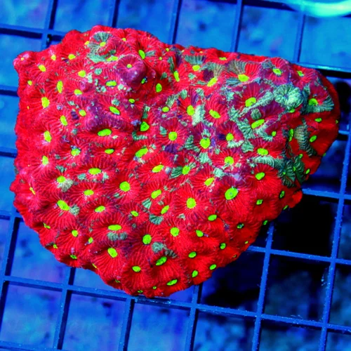 5x5 GIANT FAVITES CORAL - HANDPICKED BY SCOTT BLUE PAINTED WAR CORAL FAVITES