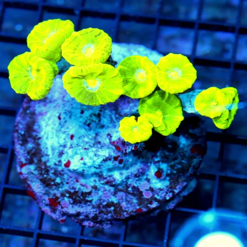 4.5x3.5 CANDY CANE CORAL - ULTRA COLORED KRYPTONITE CANDY CANE CORAL