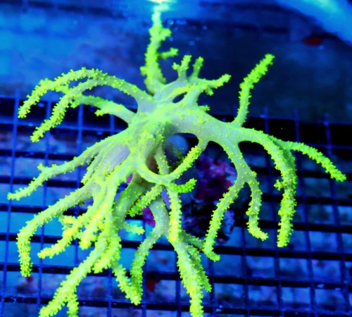 8x10 SINULARIA SPAGHETTI LEATHER CORAL - RARELY IMPORTED HARD TO GET LEMON LIME YELLOW SINULARIA