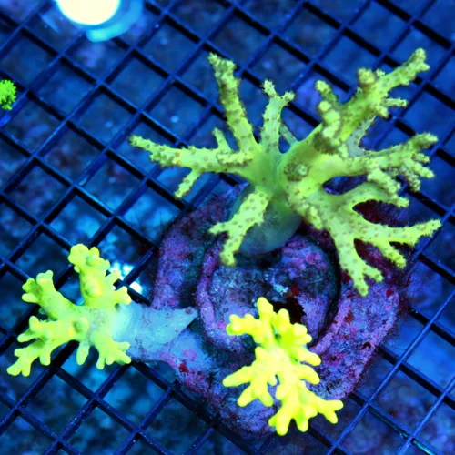 7x5 COMBO SINULARIA LEATHER CORAL - LEMON LIME YELLOW ULTRA COLORED SINULARIA LEATHER CORAL
