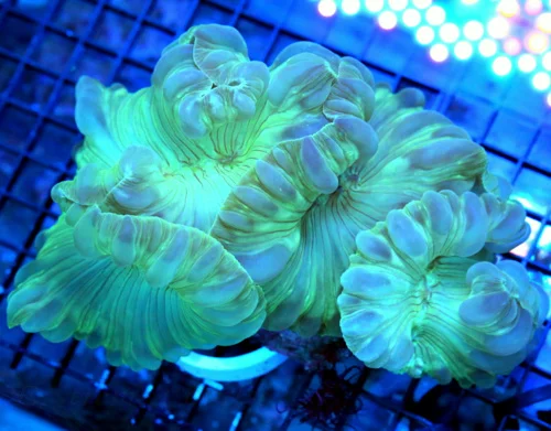 7x6 XL FOX CORAL - TOTALLY AWESOME VERY HARD TO GET FOX CORAL