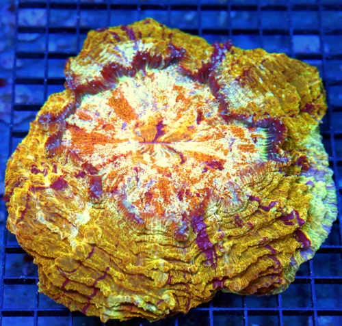 10x10 ACANTHOPHYLLIA CORAL - HANDPICKED BY SCOTT ULTRA GRADE ULTRA COLORED ACANTHOPHYLLIA CORAL
