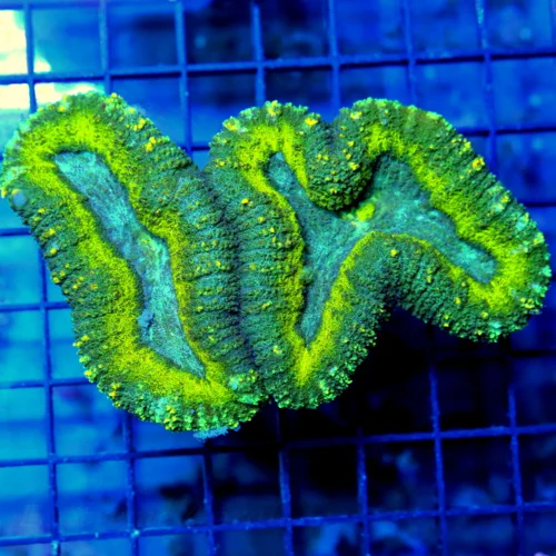 5.5x4.5 LOBOPHYLLIA CORAL - TRI-COLORED ULTRA COLORED ULTRA FIRE LOBOPHYLLIA CORAL
