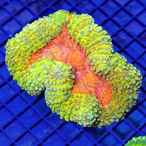 5.5x4.5 CARPET LOBOPHYLLIA CORAL - MULTICOLORED YELLOW STRIPPED ULTRA GRADE CARPET LOBOPHYLLIA