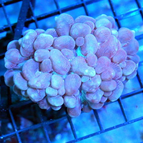 4x3 BUBBLE CORAL - VERY RARE BLUE SPLATTERED YELLOW BUBBLE CORAL