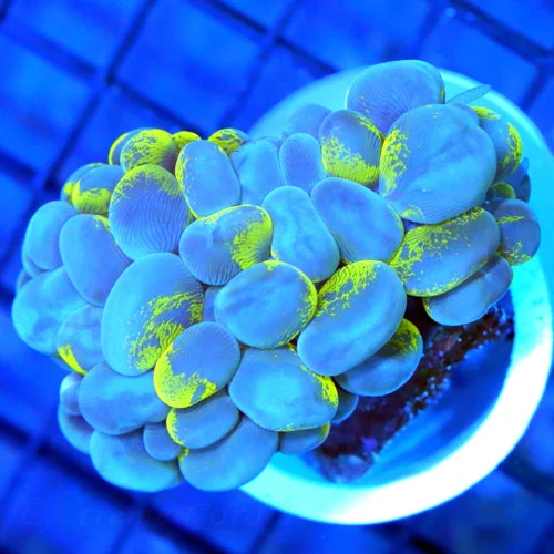 3x3 BUBBLE CORAL - VERY NICE BI-COLORED BUBBLE CORAL