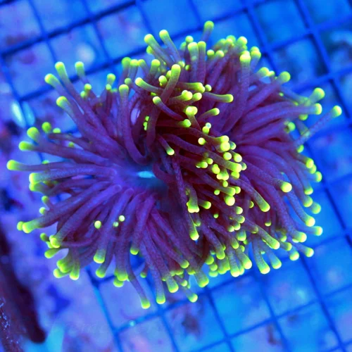 TORCH CORAL - SUPER PURPLE NEON GREEN TIPPED TORCH CORAL
