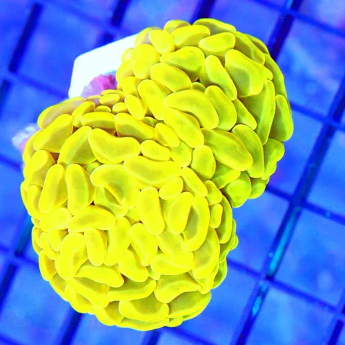 3x3 BRANCHING HAMMER CORAL -  ULTRA ULTRA COLORED NEON HIGHLIGHTER YELLOW BRANCHING HAMMER