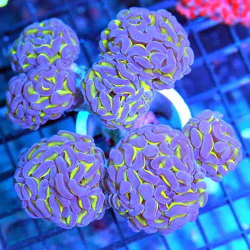5.5x5.5 BRANCHING HAMMER CORAL - WICKED PURPLE TIPPED YELLOW BRANCHING HAMMER CORAL