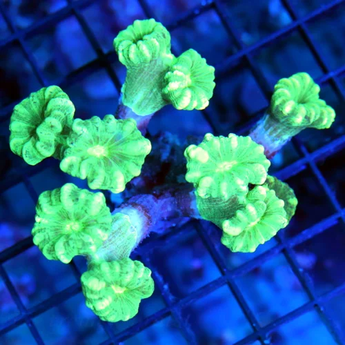 4x4 CANDY CANE CORAL - NEON GREEN STRIPPED ULTRA COLORED CANDY CANE CORAL