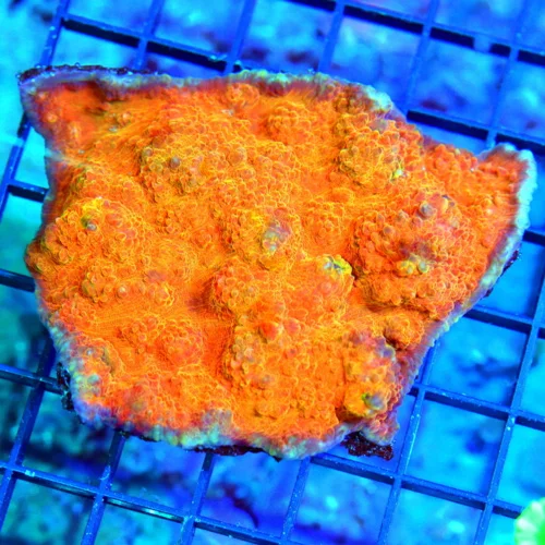 4.5x4 CHALICE CORAL - ULTRA COLORED RED LAVA FLOW VERY NICE CHALICE
