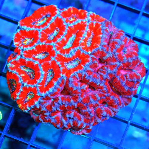 4x4 COMBO ACANTHASTREA LORDHOWENSIS CORAL - ULTRA COLORED COMBO ULTRA GRADE ACANTHASTREA LORDHOWENSI