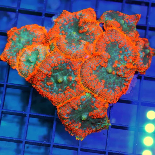 4.5x4 RHODACTIS MUSHROOM CORAL - BAD TO THE BONE NEON ORANGE AND GREEN RHODACTIS MUSHROOM