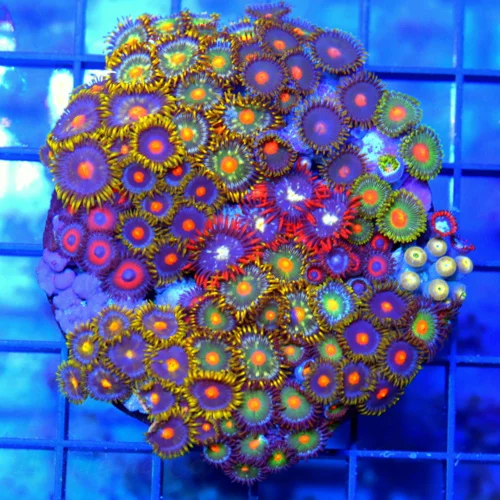 4x4 COMBO ZOANTHID CORAL - ULTRA GRADE HAPPY FAMILY COMBO ZOANTHID CORAL COLONY
