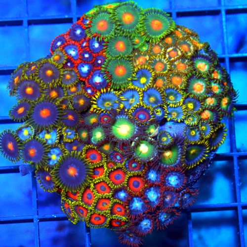 4x4 COMBO ZOANTHID CORAL - ULTRA GRADE HAPPY FAMILY COMBO ZOANTHID CORAL COLONY