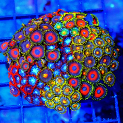 4x4 COMBO ZOANTHID CORAL - ULTRA GRADE HAPPY FAMILY COMBO ZOANTHID CORAL COLONY