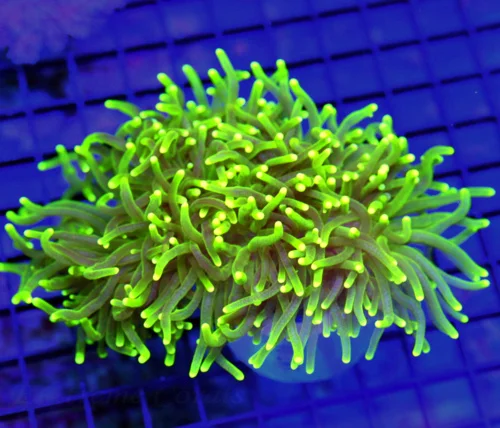 6x5 TORCH CORAL - SUPER NICE YELLOW TIPPED GREEN TORCH CORAL