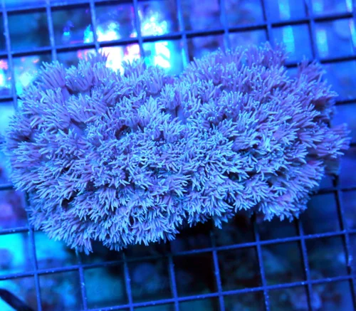 5x4 GONIOPORA CORAL - VERY HARD TO GET PURPLE ULTRA COLORED GONIOPORA - ONLY GET A FEW A YEAR