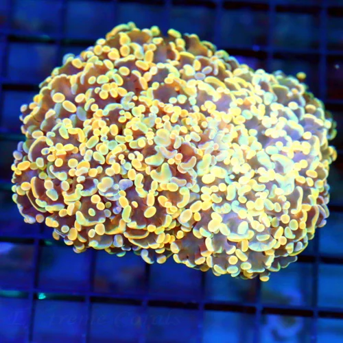 5x4 FRAMMER (FROGSPAWN/HAMMER MORPH) CORAL - VERY RARE ULTRA COLORED TANGERINE AND BLUE ULTRA COLORE