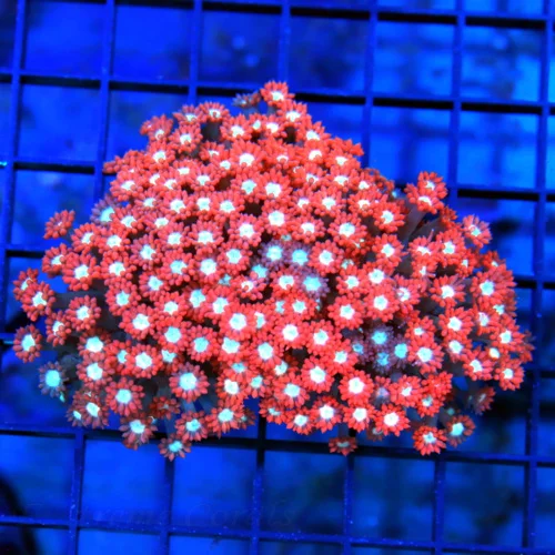 4.5x4 GONIOPORA CORAL - ULTRA COLORED RED JEWELED EYED GONIOPORA CORAL