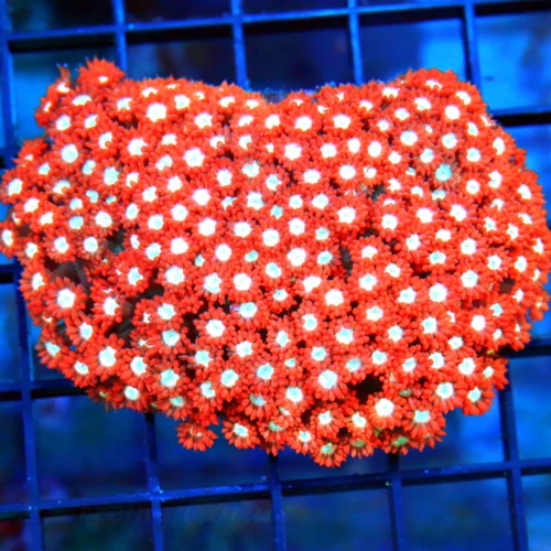 4x3.5 GONIOPORA CORAL - ULTRA COLORED RED JEWELED EYED GONIOPORA CORAL