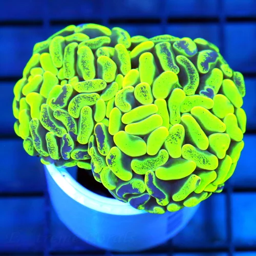 3x3  BRANCHING HAMMER - BI-COLORED BLUE AND GREEN SPLASHED BRANCHING HAMMER CORAL