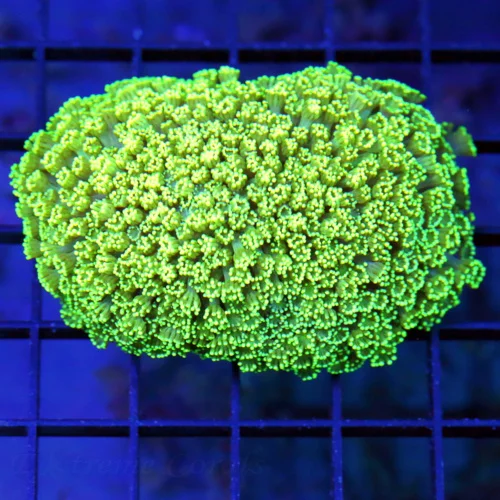 4x3 GONIOPORA CORAL - ULTRA COLORED SEAFOAM GREEN YELLOW GONIOPORA CORAL
